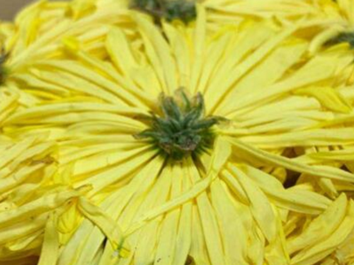 Royal chrysanthemum dried by microwave vacuum at low temperature